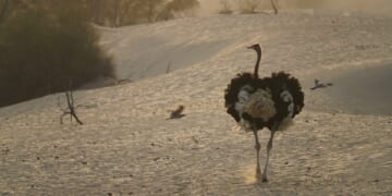 Health Officials Gun Down Hundreds of Ostriches on Family Farm For Bird Flu – PJ Media