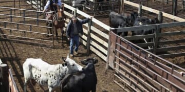 Smallest Herd in Seven Decades Means Big Bills at the Butcher – PJ Media