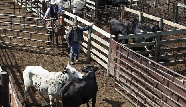 Smallest Herd in Seven Decades Means Big Bills at the Butcher – PJ Media