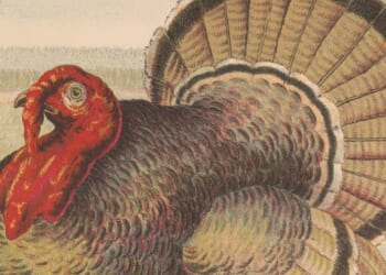 Talking Turkey - Christianity Today