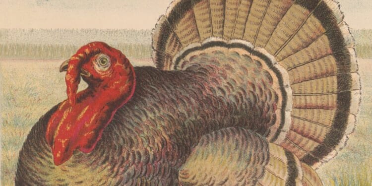 Talking Turkey - Christianity Today