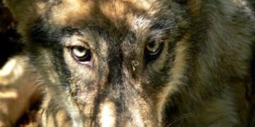 The Wolf Pack Watched a Tourist Approach; Evolution Shook Its Head – PJ Media