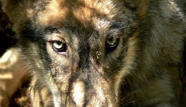 The Wolf Pack Watched a Tourist Approach; Evolution Shook Its Head – PJ Media