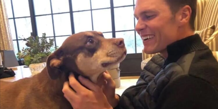 Tom Brady raised eyebrows when he revealed his current dog, Junie, is a clone of his late dog, Lua, who died in 2023.