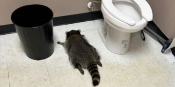 Raccoon goes on drunken rampage in Virginia liquor store and passes out on bathroom floor