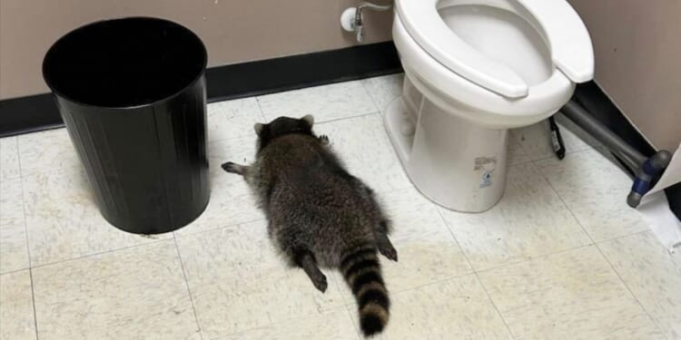 Raccoon goes on drunken rampage in Virginia liquor store and passes out on bathroom floor