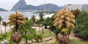 In Rio de Janeiro, decades-old palm trees flower for the first -- and only -- time