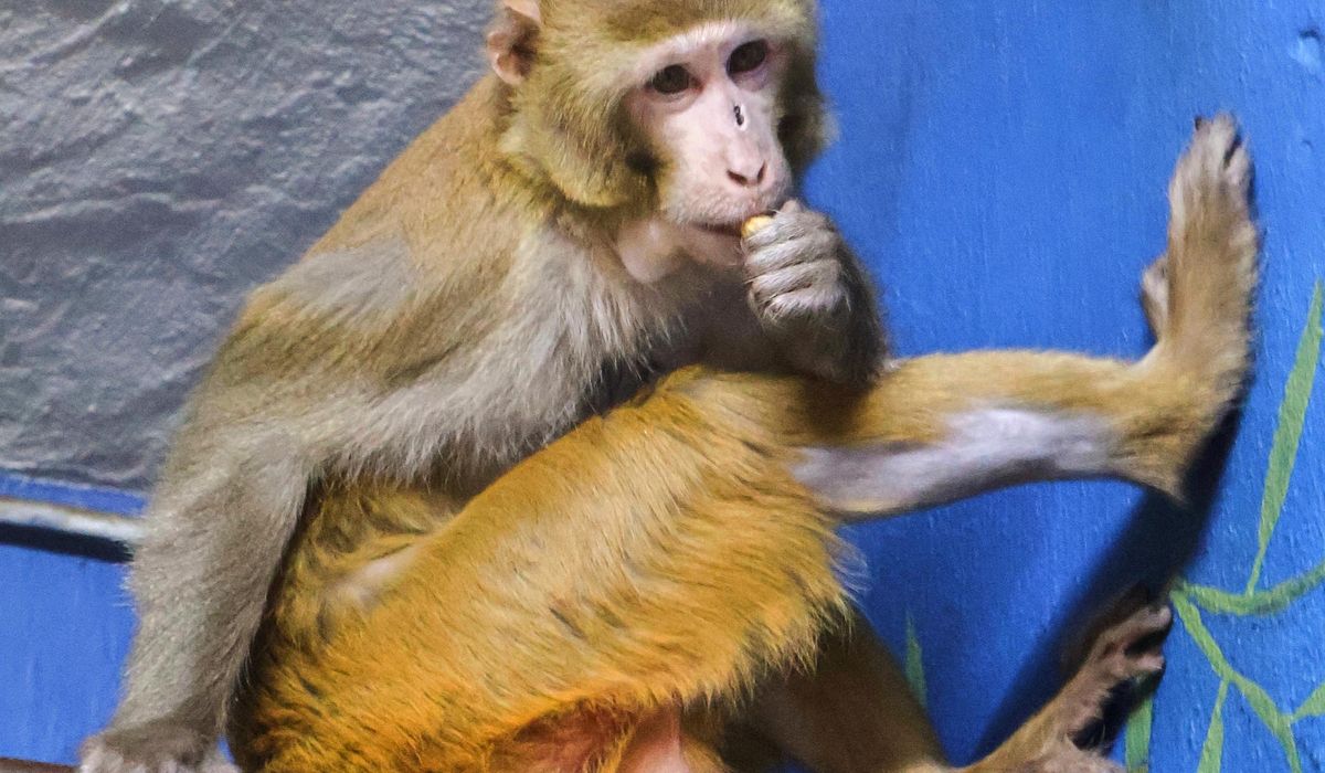 Monkey who escaped Mississippi highway crash has new permanent home at New Jersey refuge