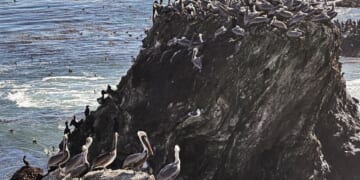 A brown pelican 'feeding frenzy' is an encouraging sign for the large seabirds