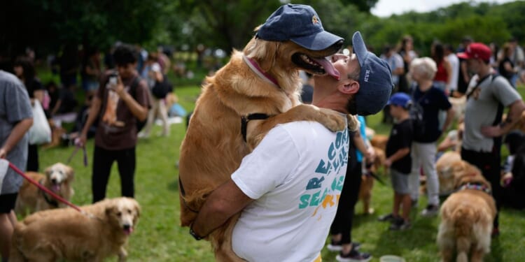 A symphony of woofs: This is what happens when 2,397 golden retrievers gather in an Argentina park