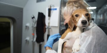 Congress orders Defense Department to stop painful experiments on dogs and cats