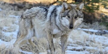 House passes bill to de-list gray wolves as endangered species
