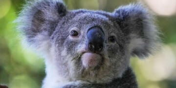 Don't worry about the bus fare, Peri: Koala rescued by driver in Australia amid traffic