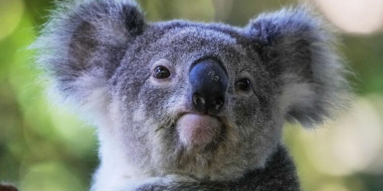 Don't worry about the bus fare, Peri: Koala rescued by driver in Australia amid traffic