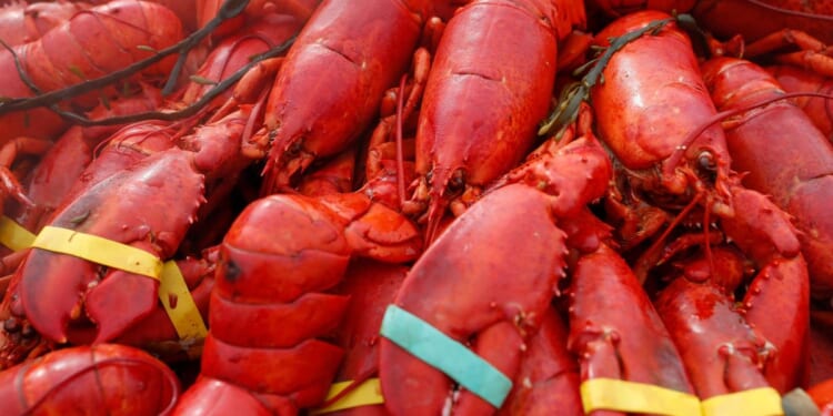 Oysters, crab and $400,000 worth of lobster meat stolen in New England