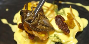 Europe’s Biggest Insect Company Goes Bankrupt – PJ Media