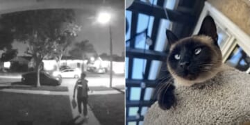 Piper the Siamese cat, right, was seen on her owner's doorbell camera being carried away by an Amazon delivery driver.