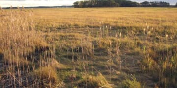 Annals of British Policing Priorities Cont'd: Leaf Spitters – HotAir