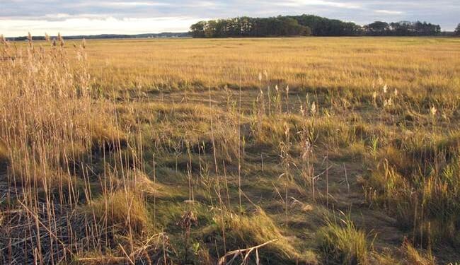 Annals of British Policing Priorities Cont'd: Leaf Spitters – HotAir