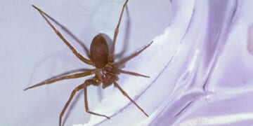 An image of a brown recluse spider on white cloth.