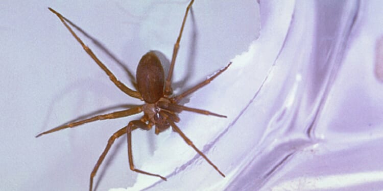 An image of a brown recluse spider on white cloth.