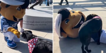 The Los Angeles Dodgers "performance character" (otherwise known as a mascot) frolics with Waldomar, a black Labrador who failed to find a new home at an adoption event Sunday.