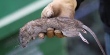 Floodwater, Sewers, and the Fear Below – PJ Media