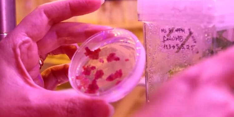 A gloved hand holds food material in a Petrie dish as scientists work on a 3D printer produced pastry in a laboratory in Rome.