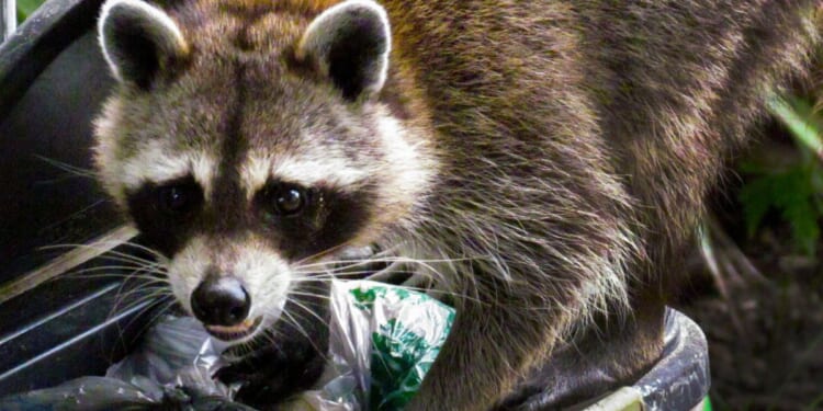 A raccoon caught digging through a garbage can.