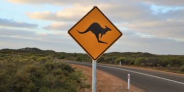Kangaroos - and kangaroo crossing signs - are a fairly common sight in Australia, where this file photo was taken. But residents around Tulsa, Oklahoma, were startled recently to see an escaped pet kangaroo go hopping down the roadway.