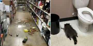 A raccoon broke into a liquor store in Ashland, Virginia, in December 2025.