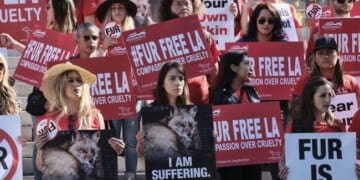 The Day PETA Looked Right, and Heads Exploded – PJ Media