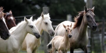 The Universal Case for Ending Horse Soring – PJ Media