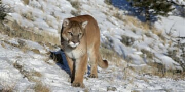 A mountain lion is seen in a file photo taken in the Rocky Mountains. Two such animals were euthanized after the remains of a hiker were found in Colorado.
