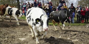 Another Sure Green Thing Dead Bugs – HotAir