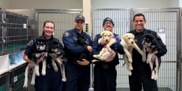 6 puppies treated for a suspected opioid overdose in Washington will find new homes soon