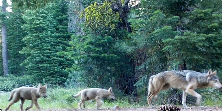 Wildlife crews stop actively searching for young wolves after livestock attacks