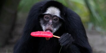Rio de Janeiro zoo animals are treated to popsicles as the city faces scorching summer weather