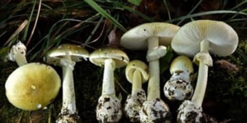 Death cap mushrooms in California kill 3, lead to liver transplants in 3 others