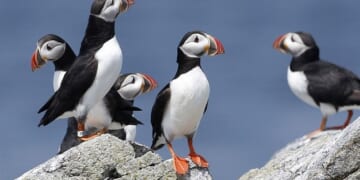 Why Do Environmentalists Hate Birds So Much? – HotAir