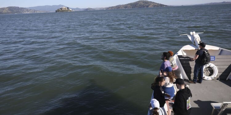 In a first, coyote swims from mainland California to Alcatraz Island