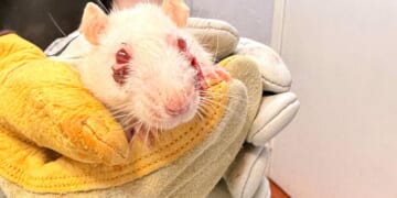 Pet rats need new homes after they were found in condemned house in New York