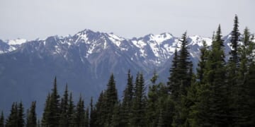 Falling tree kills 2 women hiking in Olympic National Forest