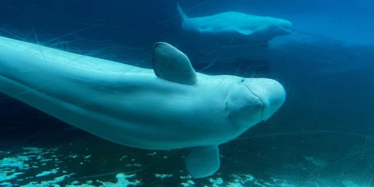 Canada gives conditional approval for Marineland to export remaining belugas to the U.S.