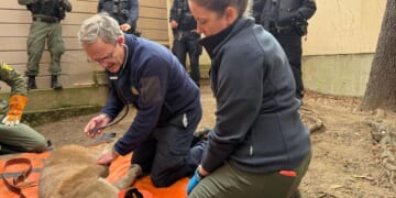 Adventurous mountain lion roams posh San Francisco neighborhood before being captured