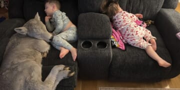 Newborn calf struggling in deep freeze brought indoors to curl up on couch