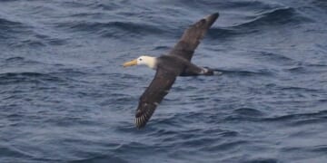Waved albatross, Galapagos seabird, wandered 3,000 miles to California