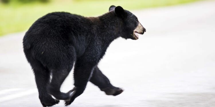 Stay away from bear dens, watch out for male bears, Virginia wildlife officials warn
