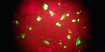 How Some People Get Drunk Without Drinking – PJ Media