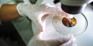 So What If the Bible Doesn’t Mention Embryo Screening?